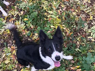 Sprollie dogs Border collie pups - Advert 16