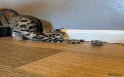 Bengal cats for sale: Ava’s Finest Pure Bengals, THREE Kittens Left. . . in Northampton - Image 25