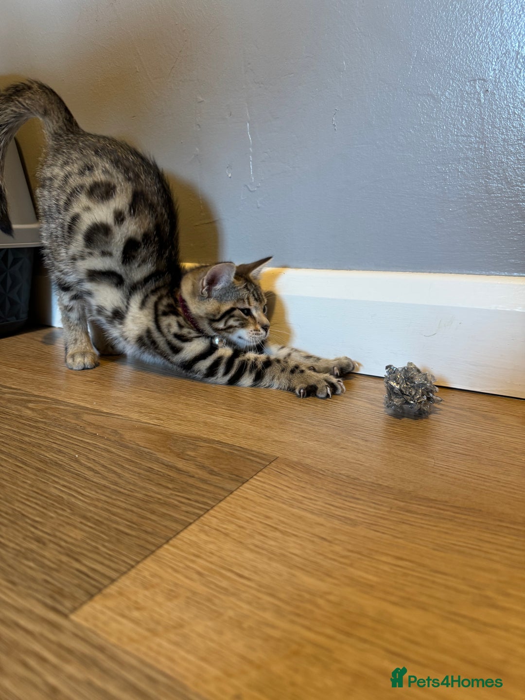 Bengal cats for sale: Ava’s Finest Pure Bengals, THREE Kittens Left. . . in Northampton - Image 25