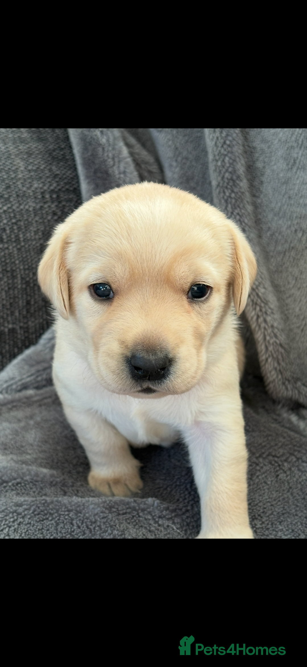 Labrador Retriever dogs for sale: Stunning litter of Labrador puppies - Advert 11