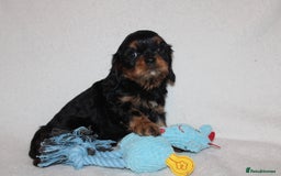 Cavalier King Charles Spaniel dogs for sale: Gorgeous Cavalier King Charles Spaniel puppies - Image 17