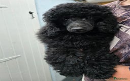Miniature Poodle dogs for sale: 💥Last Male🤩black KC reg miniature poodle black in Chelmsford - Image 6
