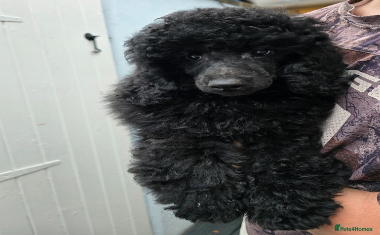 Miniature Poodle dogs in Chelmsford - Advert 15