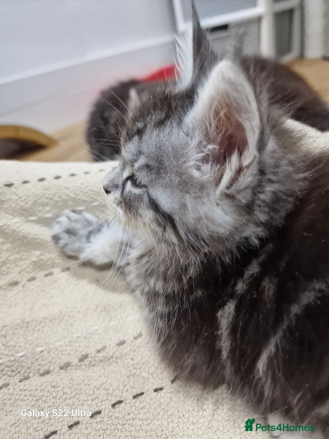 Maine Coon cats for sale: Pure Makne coon - Advert 27