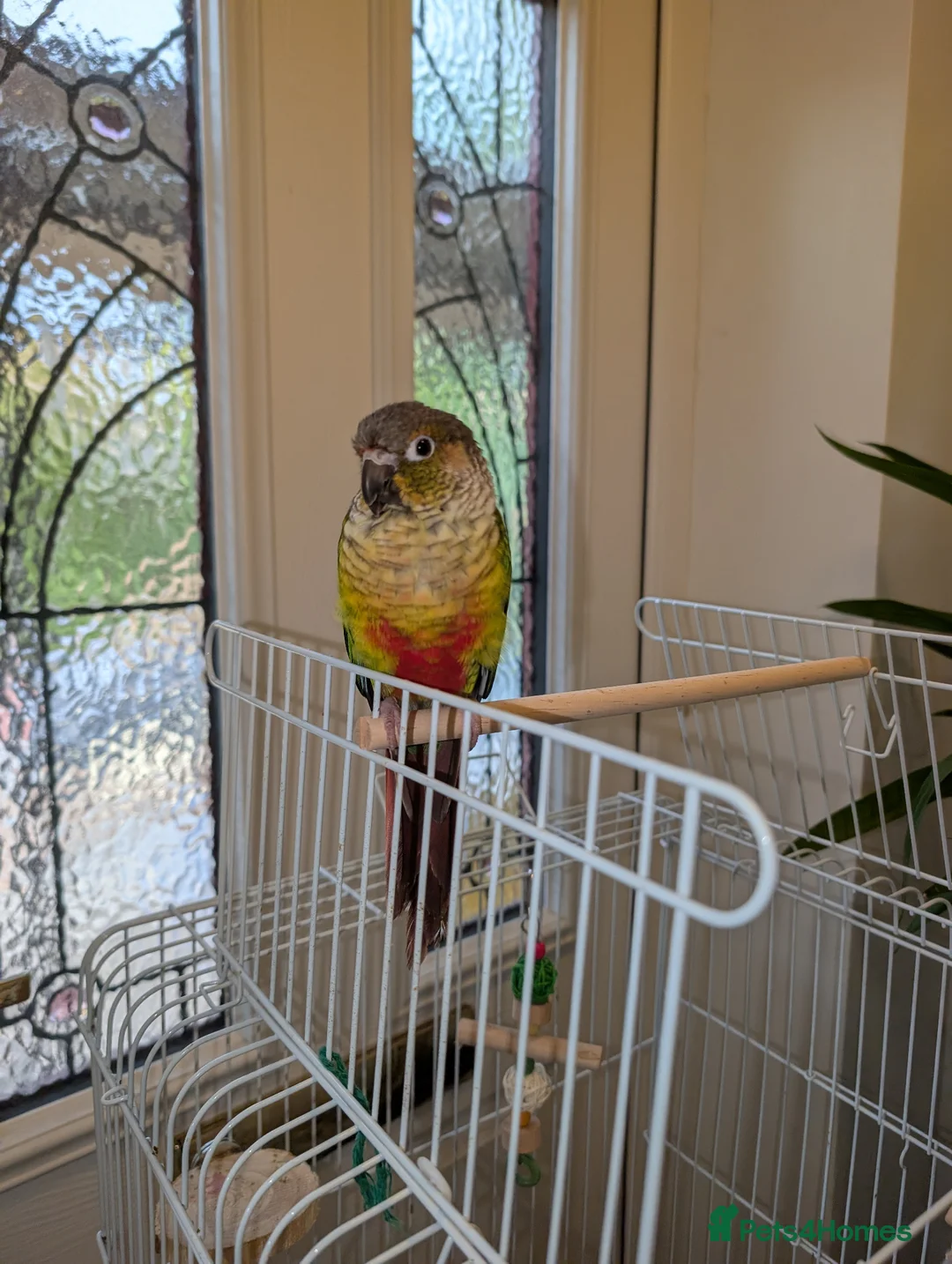 Conures birds for sale: Male conure  - Advert 2