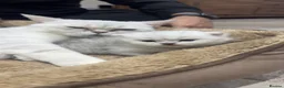 British Shorthair cats for sale: Beautiful British Shorthair× Scottish Fold Kittens - Advert 9