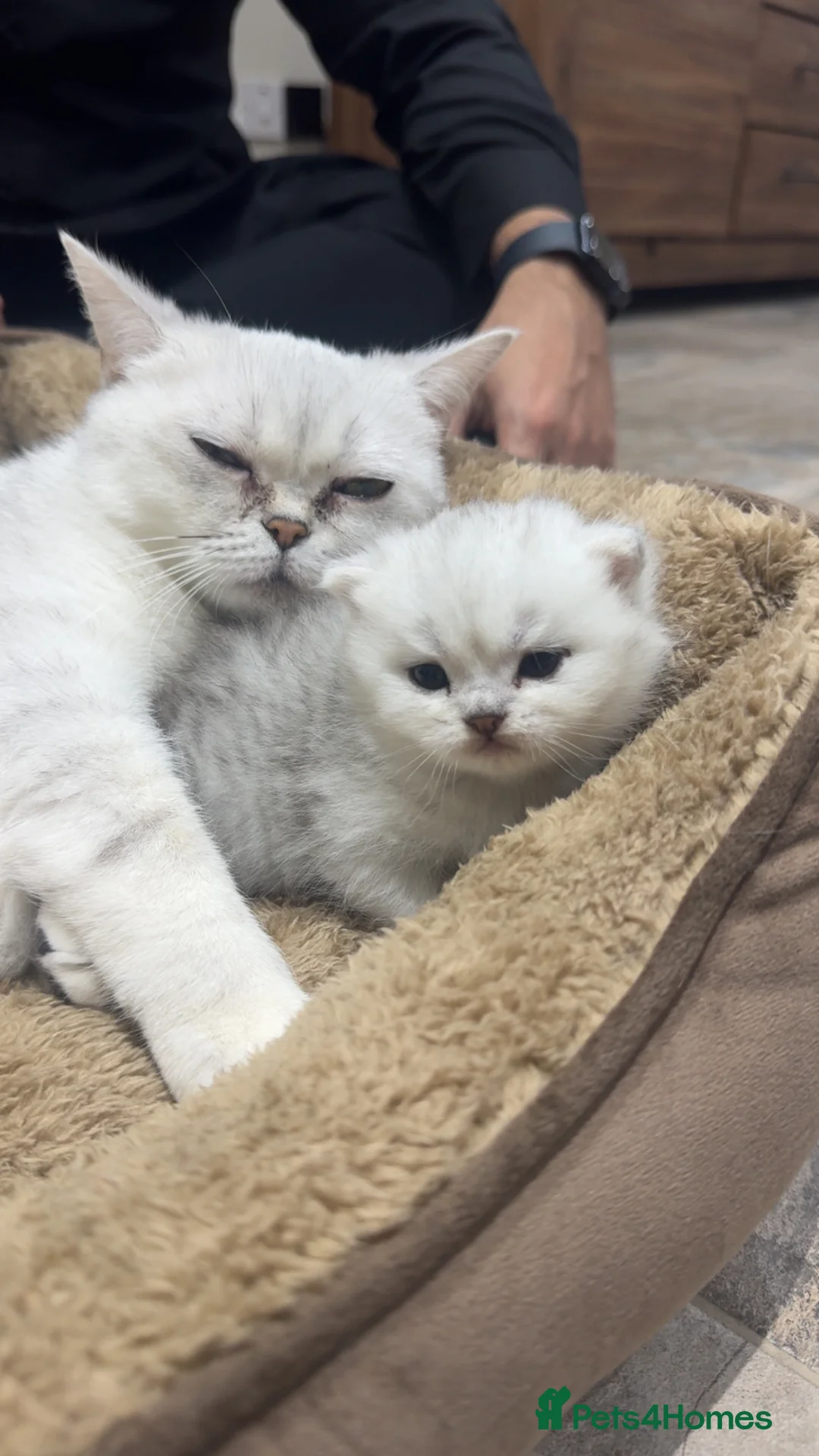 British Shorthair cats for sale: Beautiful British Shorthair× Scottish Fold Kittens - Advert 9
