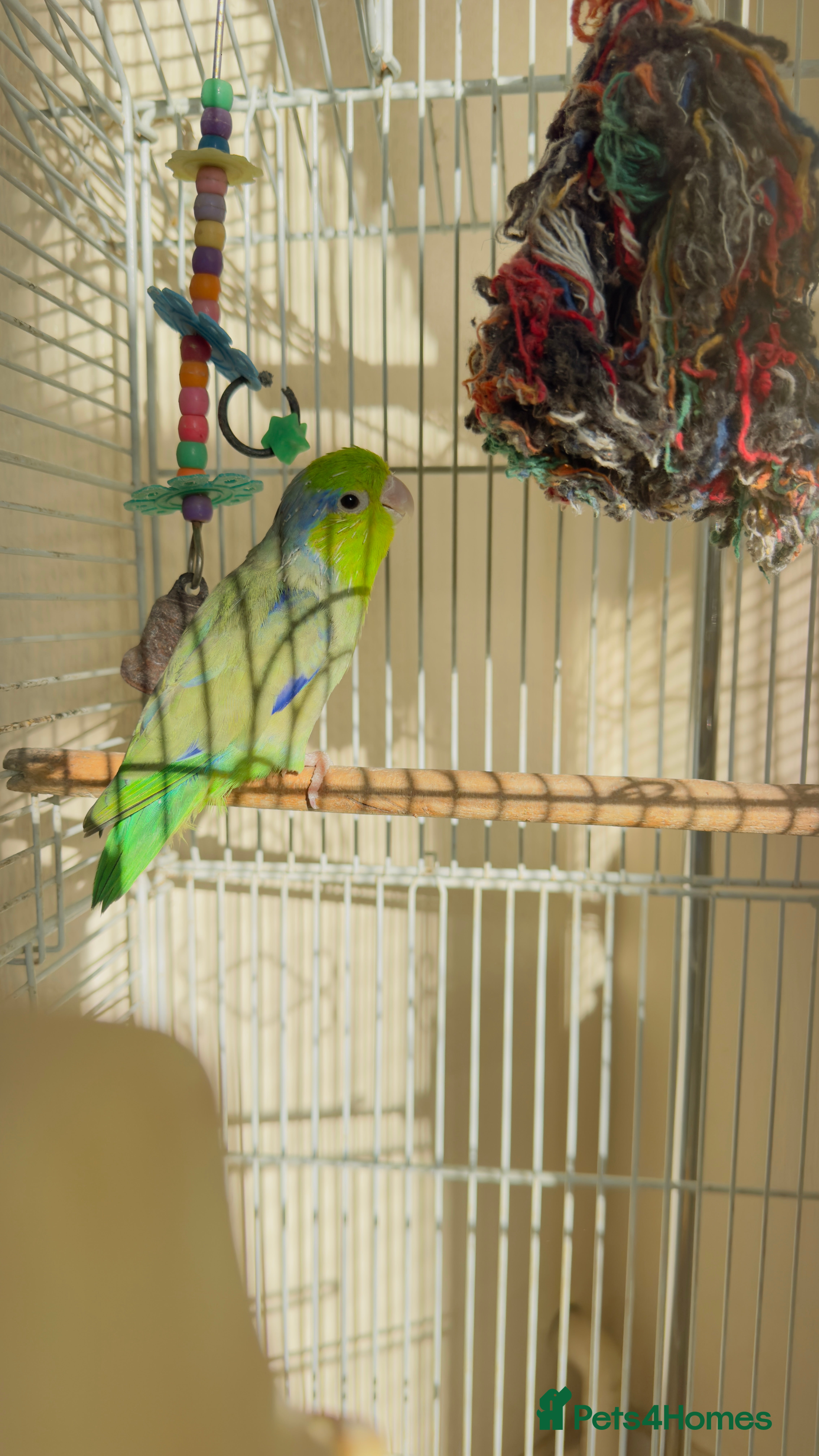 Parakeets birds Parakeet with cage - Advert 7