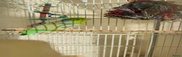Parakeets birds for sale: Parakeet with cage - Advert 1