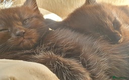 Maine Coon cats for sale: Maine coon x marble bengal unique kittens - Image 4