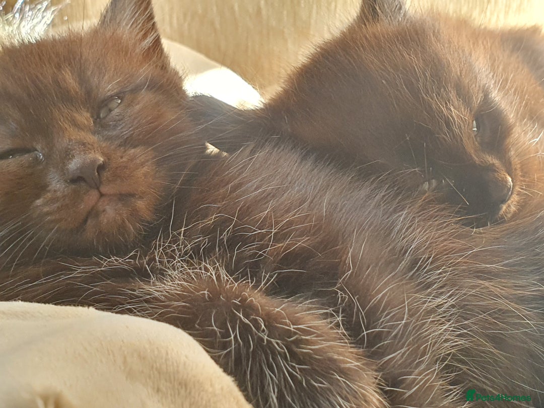Maine Coon cats for sale: Maine coon x marble bengal unique kittens - Image 4