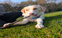 Mixed Breed dogs for sale: Lovely Pixel  - Image 4