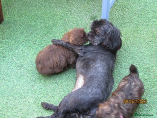 Shih Tzu dogs in Spalding - Advert 29