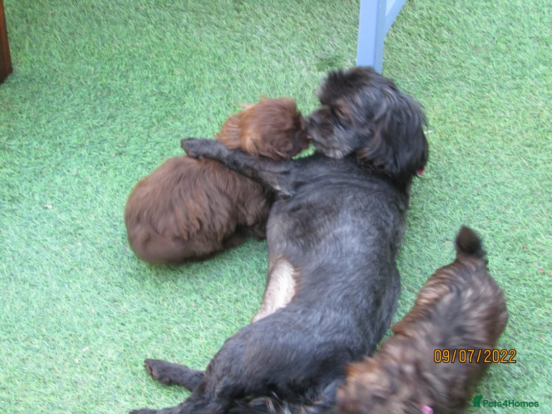 Shih Tzu dogs for stud: Bailey for stud in Spalding - Advert 8