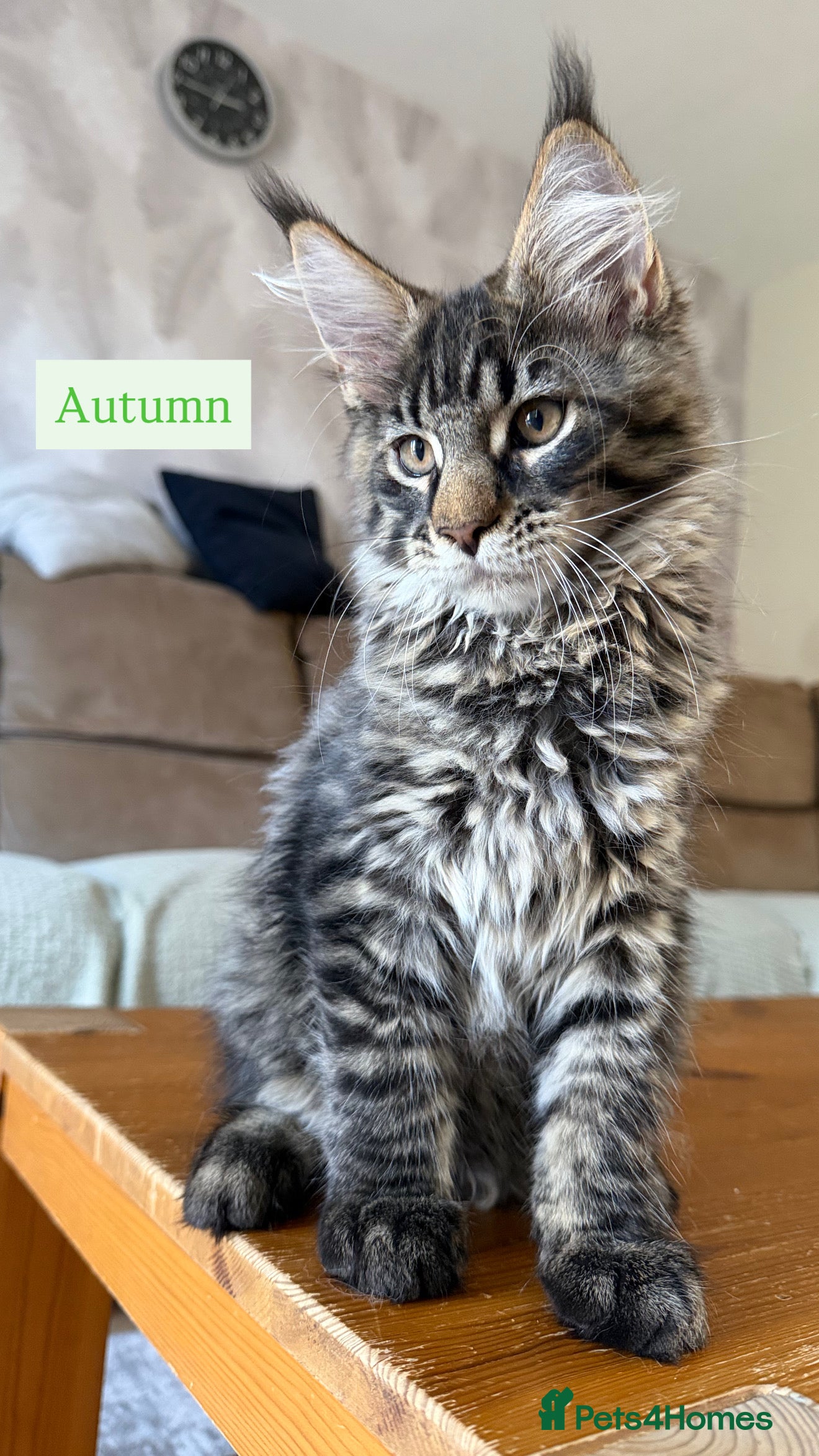 Maine Coon cats TICA registered Maine Coon kittens - Advert 2