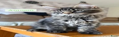 Maine Coon Kitten 3 Autumn