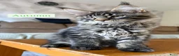 Maine Coon cats for sale: TICA registered Maine Coon kittens - Advert 1