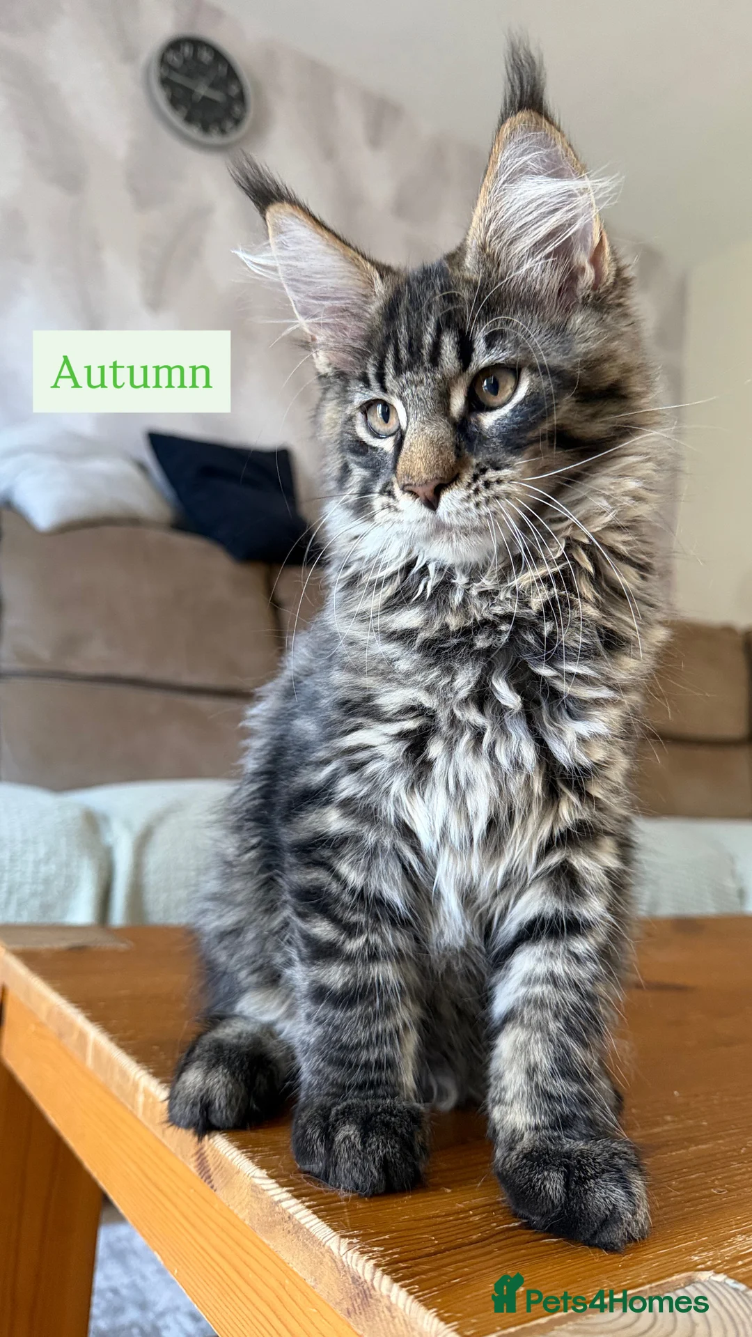 Maine Coon cats for sale: TICA registered Maine Coon kittens - Advert 1