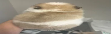 Pomeranian 5