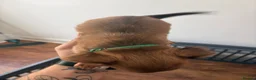Chihuahua dogs for sale: chihuahua in Sunderland - Advert 2