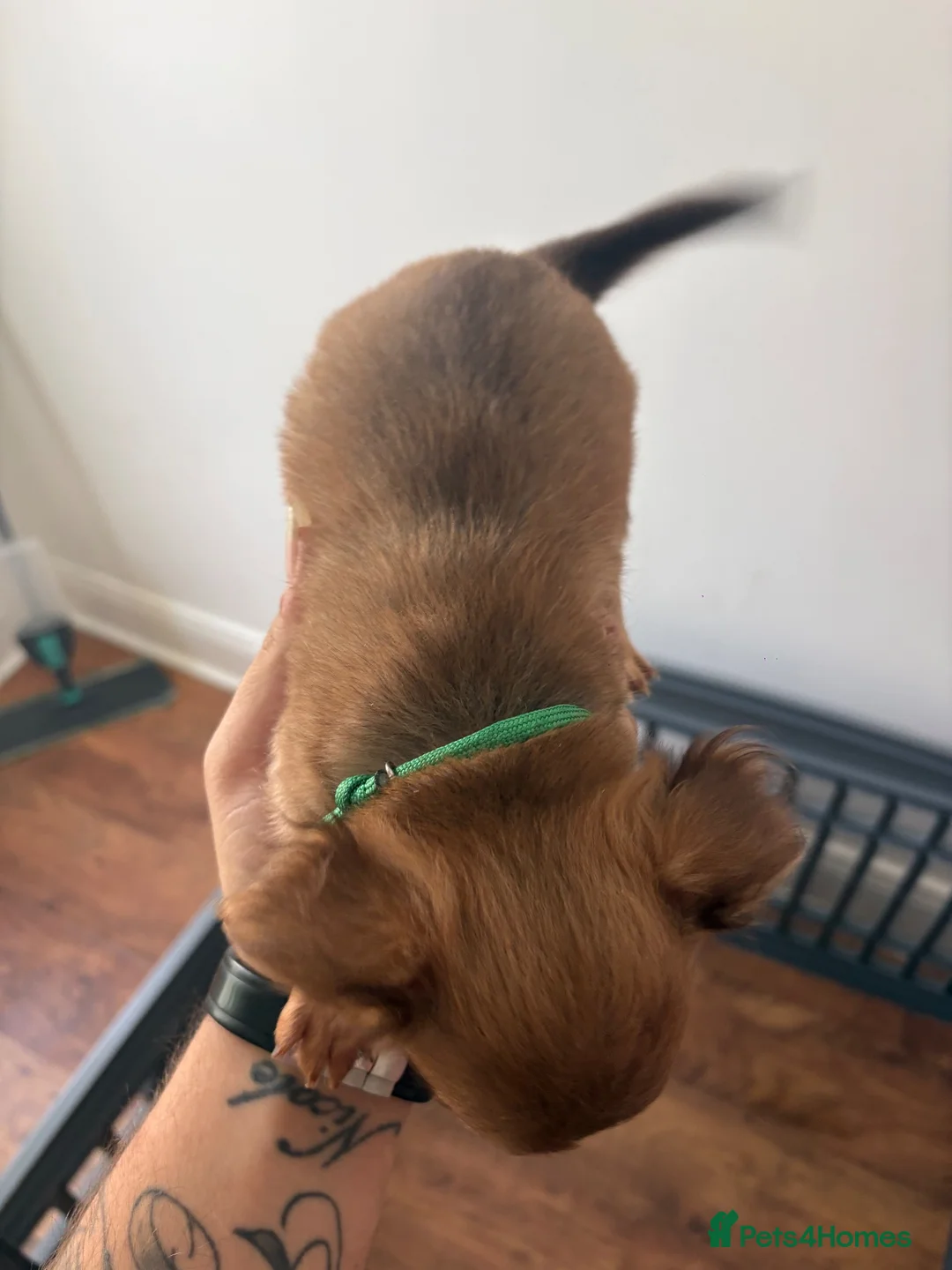 Chihuahua dogs for sale: chihuahua in Sunderland - Advert 2