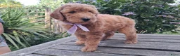 Standard Poodle dogs for sale: Six Standard Poodle Pups, KC Reg Champion Pedigree - Advert 4