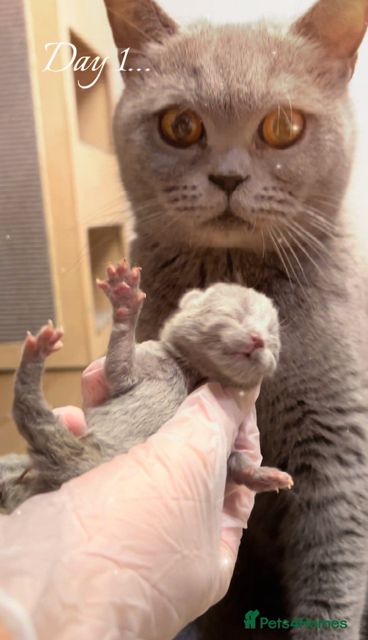 British Shorthair cats 100% Pure Pedigree Champion line Bsh Reg. Kitten - Advert 5