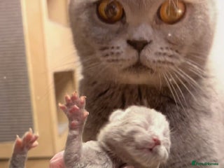 British Shorthair cats 100% Pure Pedigree Champion line Bsh Reg. Kitten - Advert 5