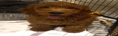 Cavapoo 3