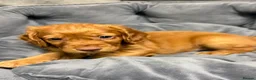Cocker Spaniel dogs for sale: 💙 Boy Red KC Working Cocker Spaniel 💙 - Advert 14