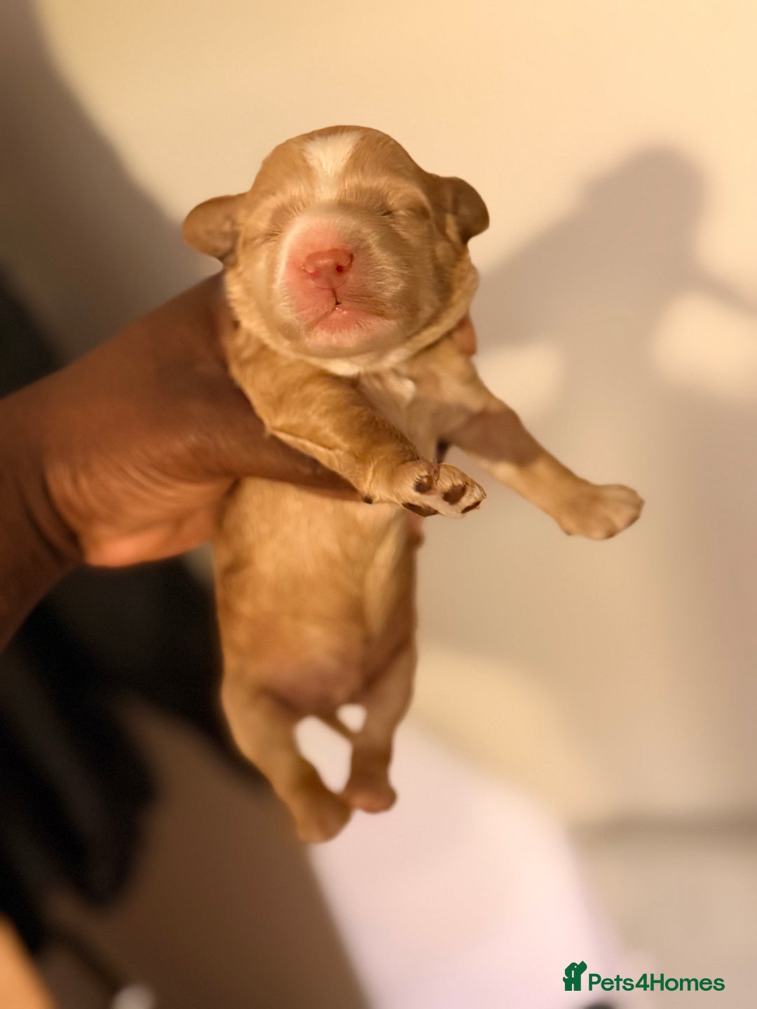 Cockapoo dogs for sale: Adorable Puppies Looking for Their Forever Homes! - Advert 9