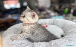 British Shorthair cats for sale: 💎Rare BSH Kittens💎Pedigree Champion Blood Line💎 - Image 14