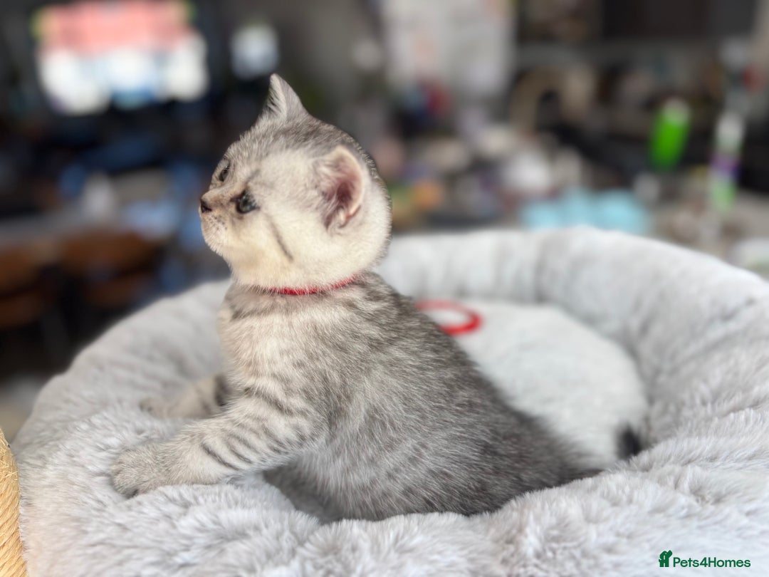 British Shorthair cats for sale: 💎Rare BSH Kittens💎Pedigree Champion Blood Line💎 - Image 14