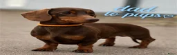 Miniature Dachshund dogs for sale:  🍫 2 Boys Left !! Chocolate & Tan Dachshunds  - Advert 9