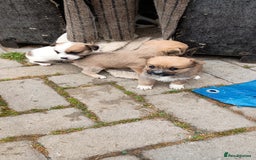 Mixed Breed dogs for sale: Cute puppies  - Image 7