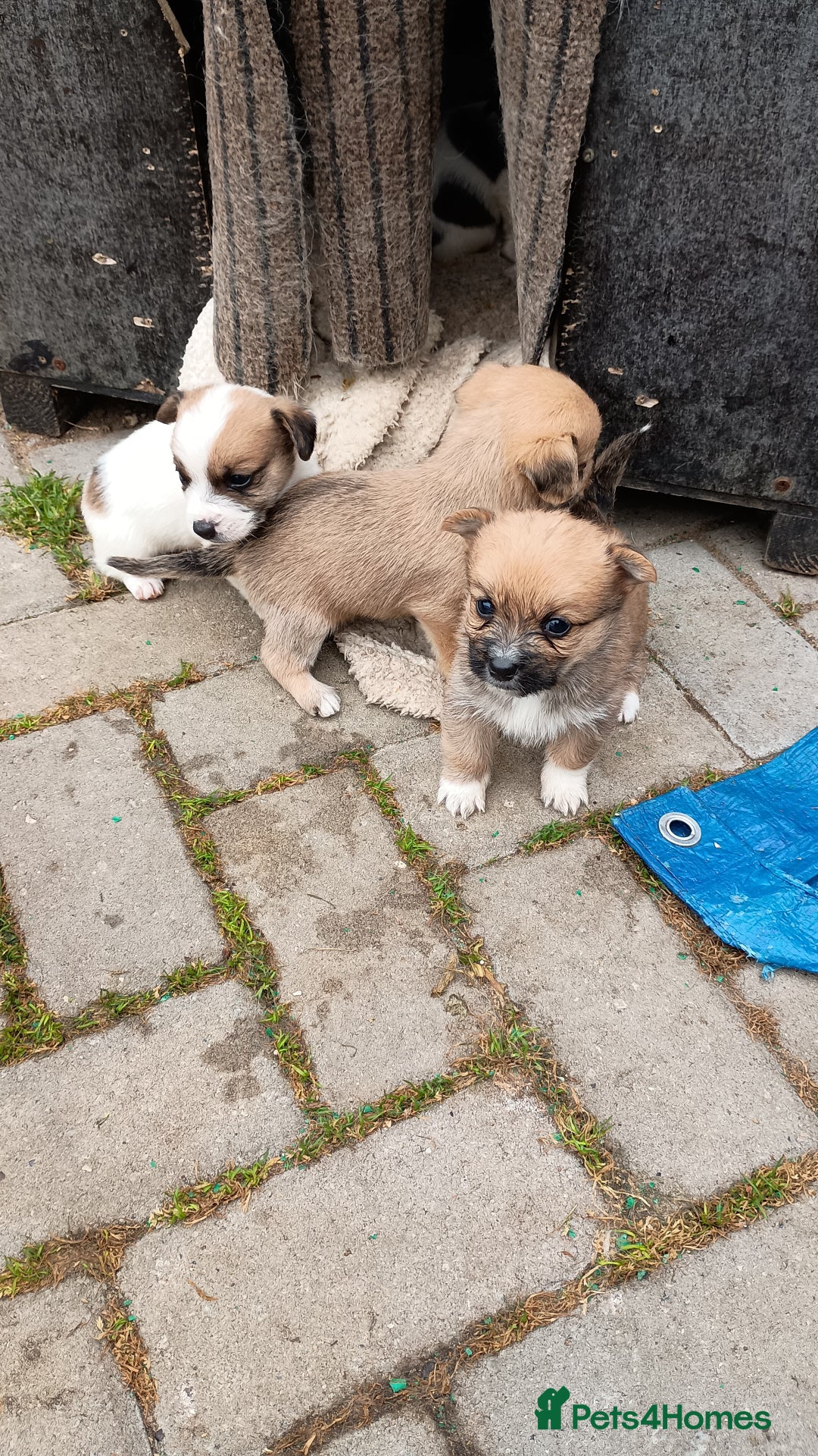 Mixed Breed dogs for sale: Cute puppies  - Image 7