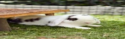 Mini Lop rabbits for sale: Two Mini Lops - Male & Female SEPARATELY  - Advert 2
