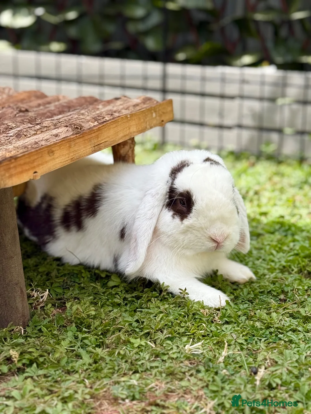 Mini Lop rabbits for sale: Two Mini Lops - Male & Female SEPARATELY  - Advert 2
