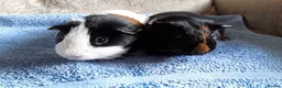 Guinea Pig rodents for sale: Pet guinea pigs in Preston - Advert 1