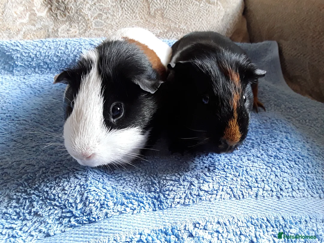 Guinea Pig rodents for sale: Pet guinea pigs in Preston - Advert 1