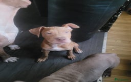 Mixed Breed dogs for sale: Adorable, loving 20 weeks young puppy's  - Image 10