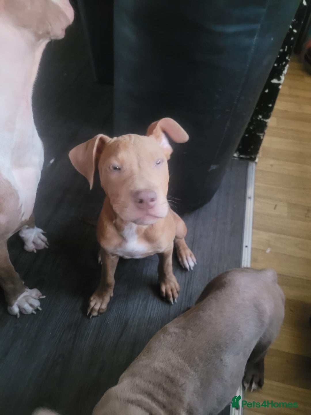 Mixed Breed dogs for sale: Adorable, loving 20 weeks young puppy's  - Image 10