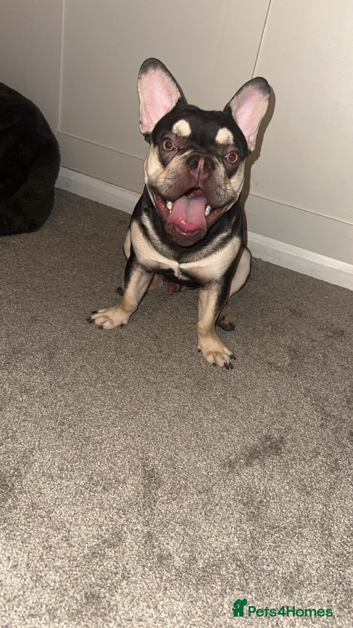 French Bulldog dogs French bulldog  - Advert 15