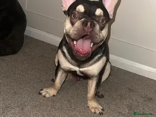 French Bulldog dogs French bulldog - Advert 15