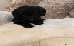 Cockapoo dogs for sale: Cockerpoo pups - Image 10
