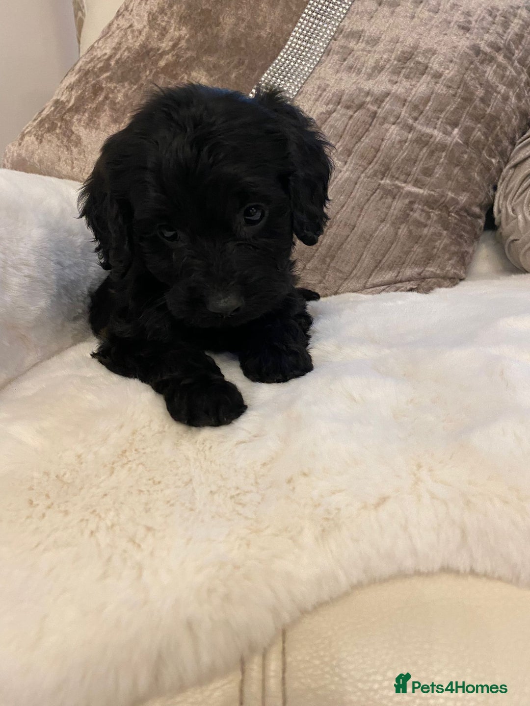 Cockapoo dogs for sale: Cockerpoo pups - Image 10