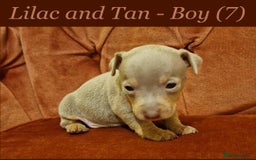Jack Russell dogs for sale: Beautiful Muchwenlock Jack Russell puppies - Image 7