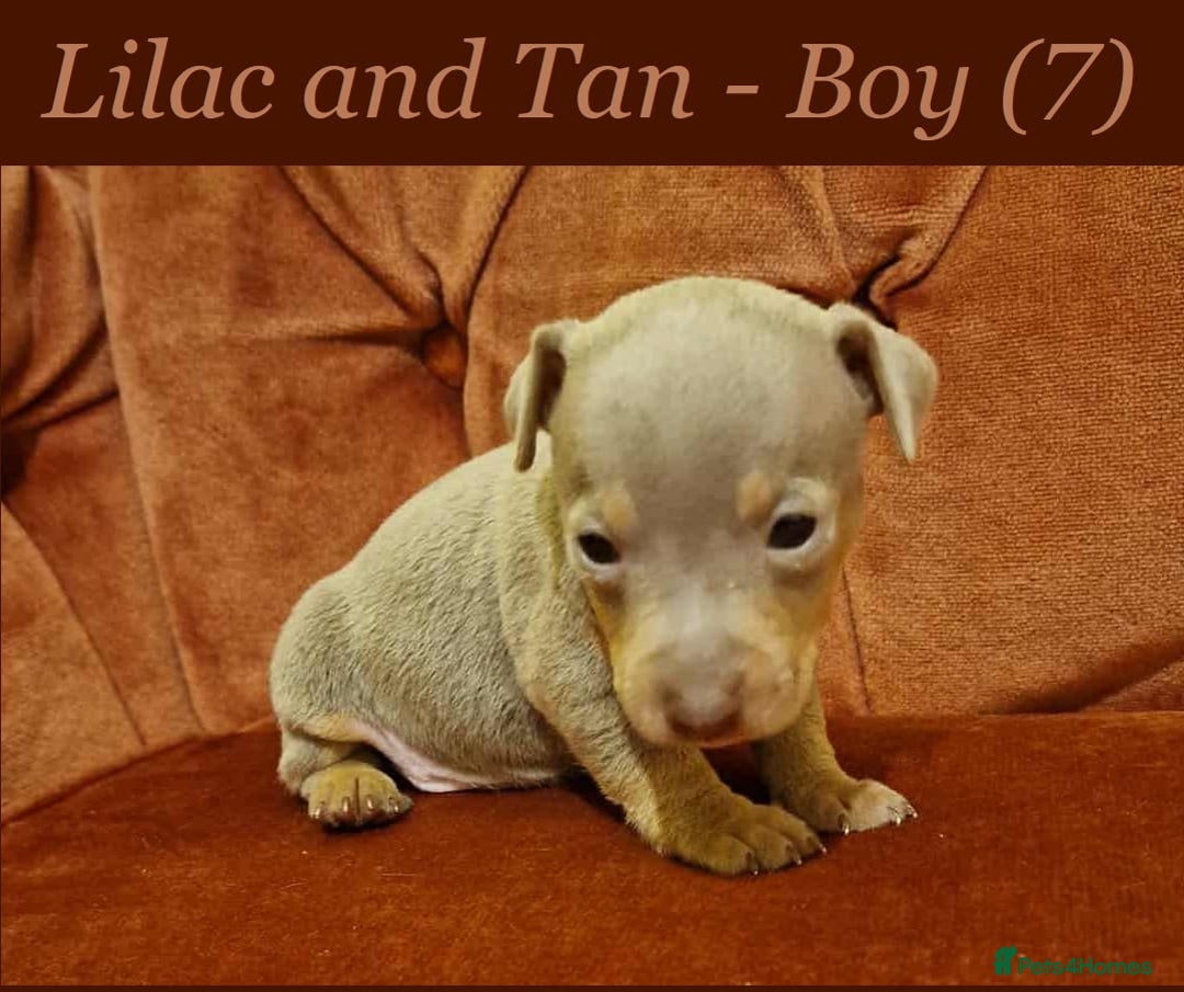 Jack Russell dogs for sale: Beautiful Muchwenlock Jack Russell puppies - Image 7