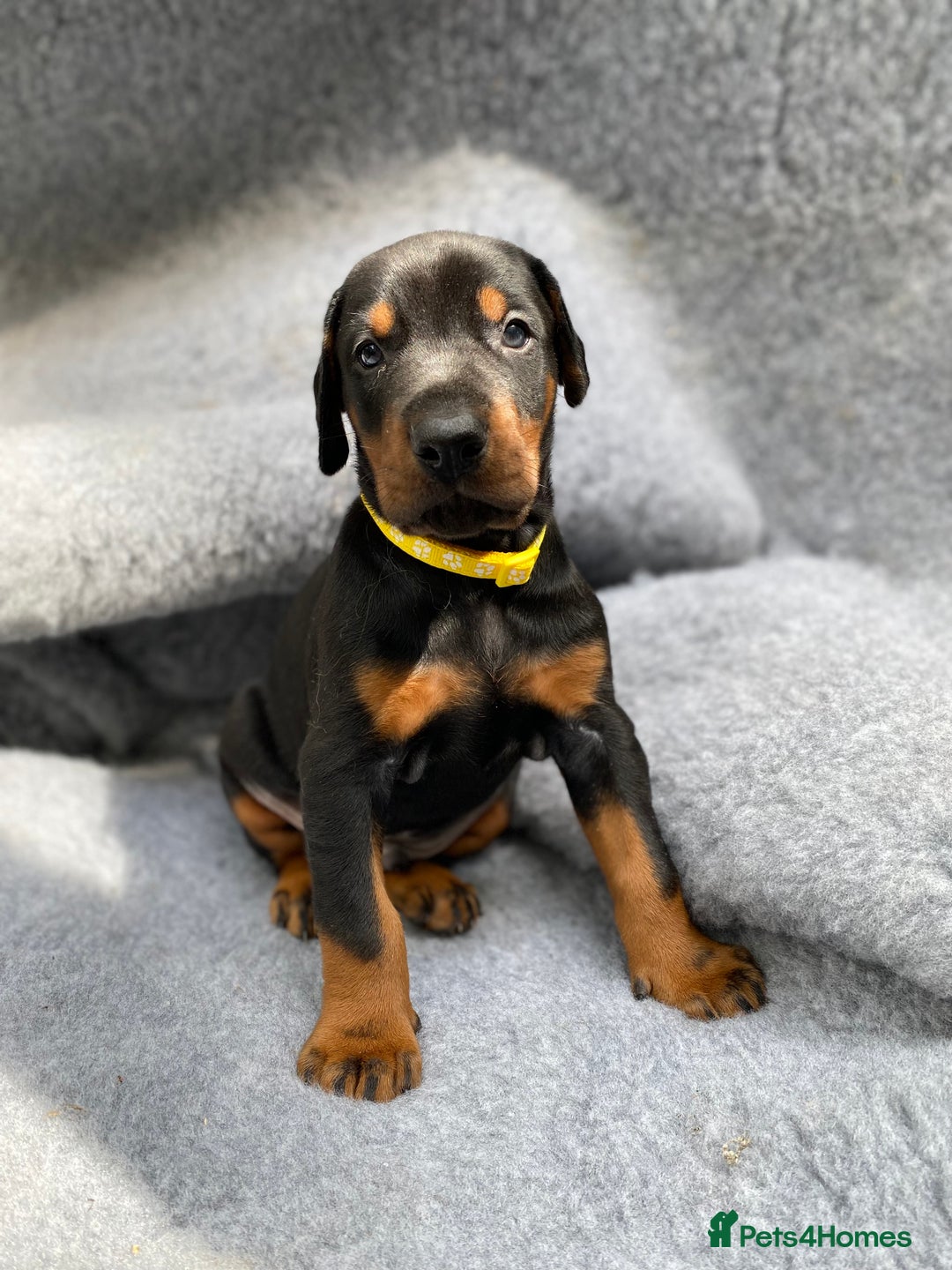 Dobermann dogs for sale: KC REGISTERED DOBERMAN ( 11 months old : Intact) - Advert 34
