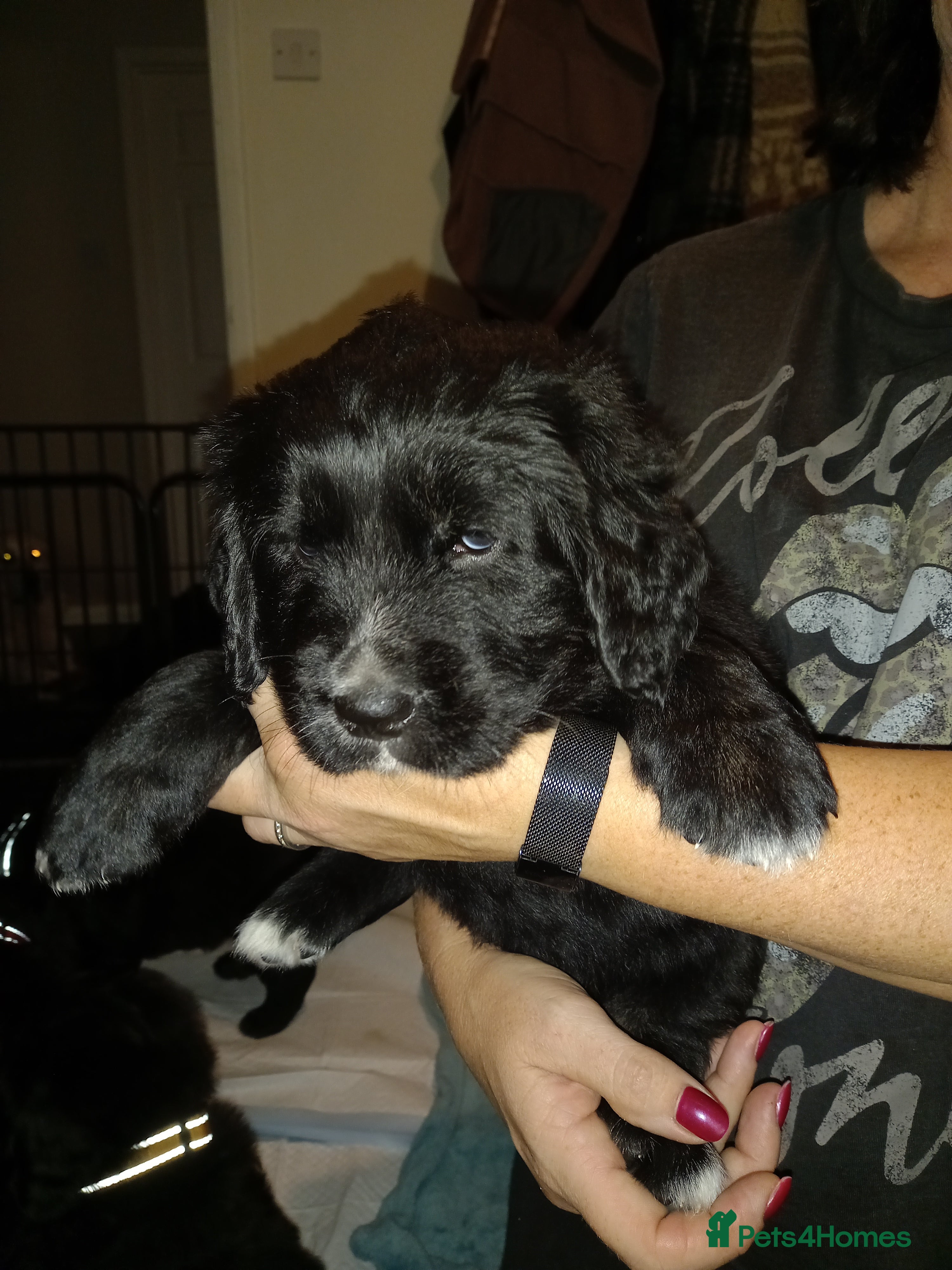 Mixed Breed dogs Golden Mountain Dog Pups - Advert 1